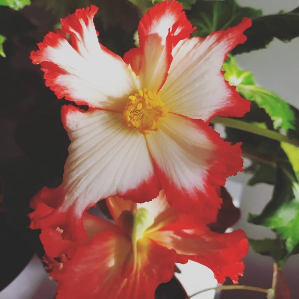 Begonia Crispa Marginata