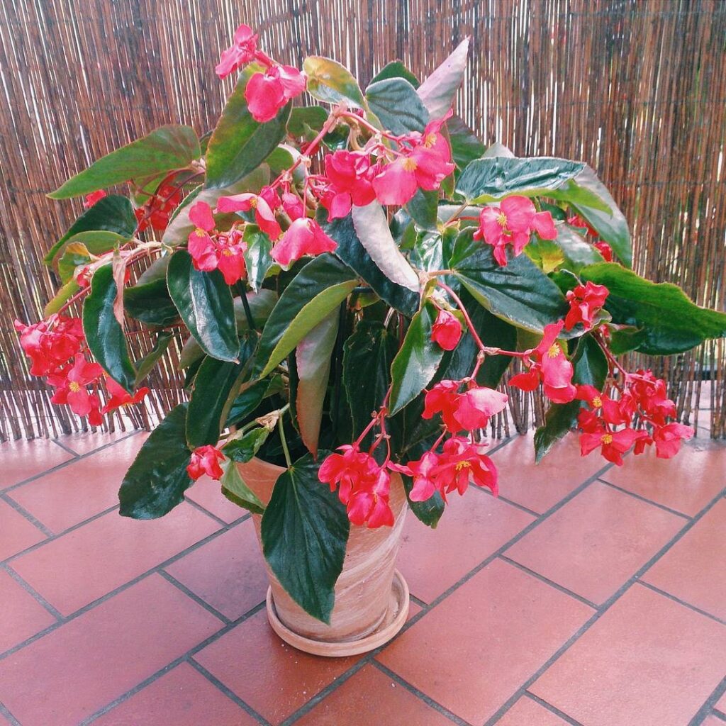 Begonia Dragon Wing