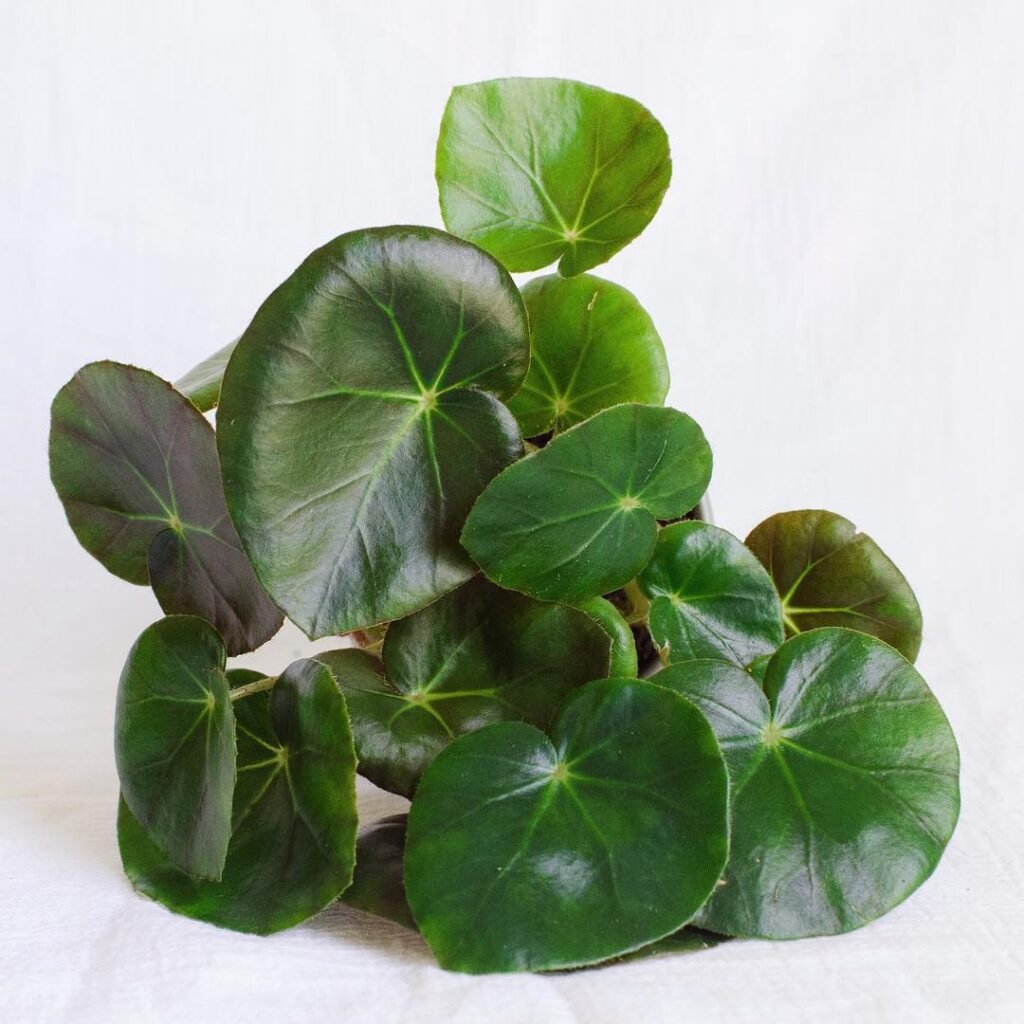 Begonia Erythrophylla