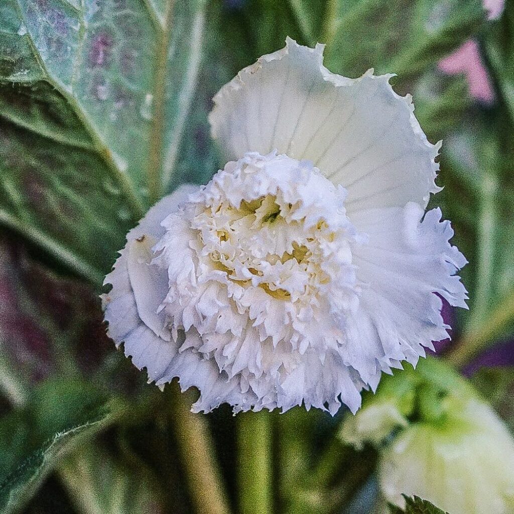 Begonia Fimbriata