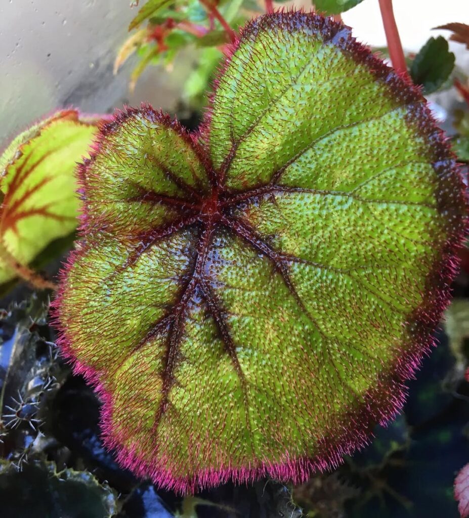 Begonia Fireflush