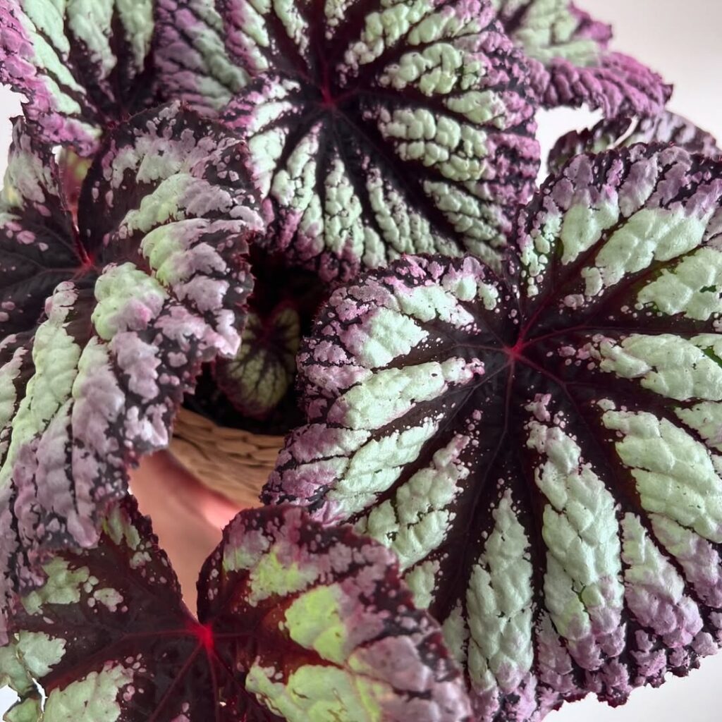 Begonia Fireworks