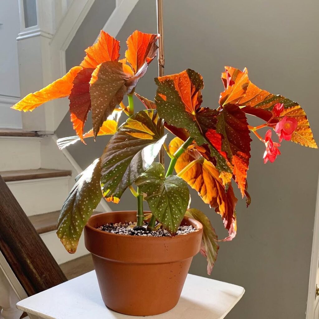 Begonia Lucerna