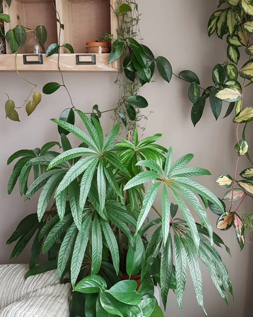 Begonia Luxurians