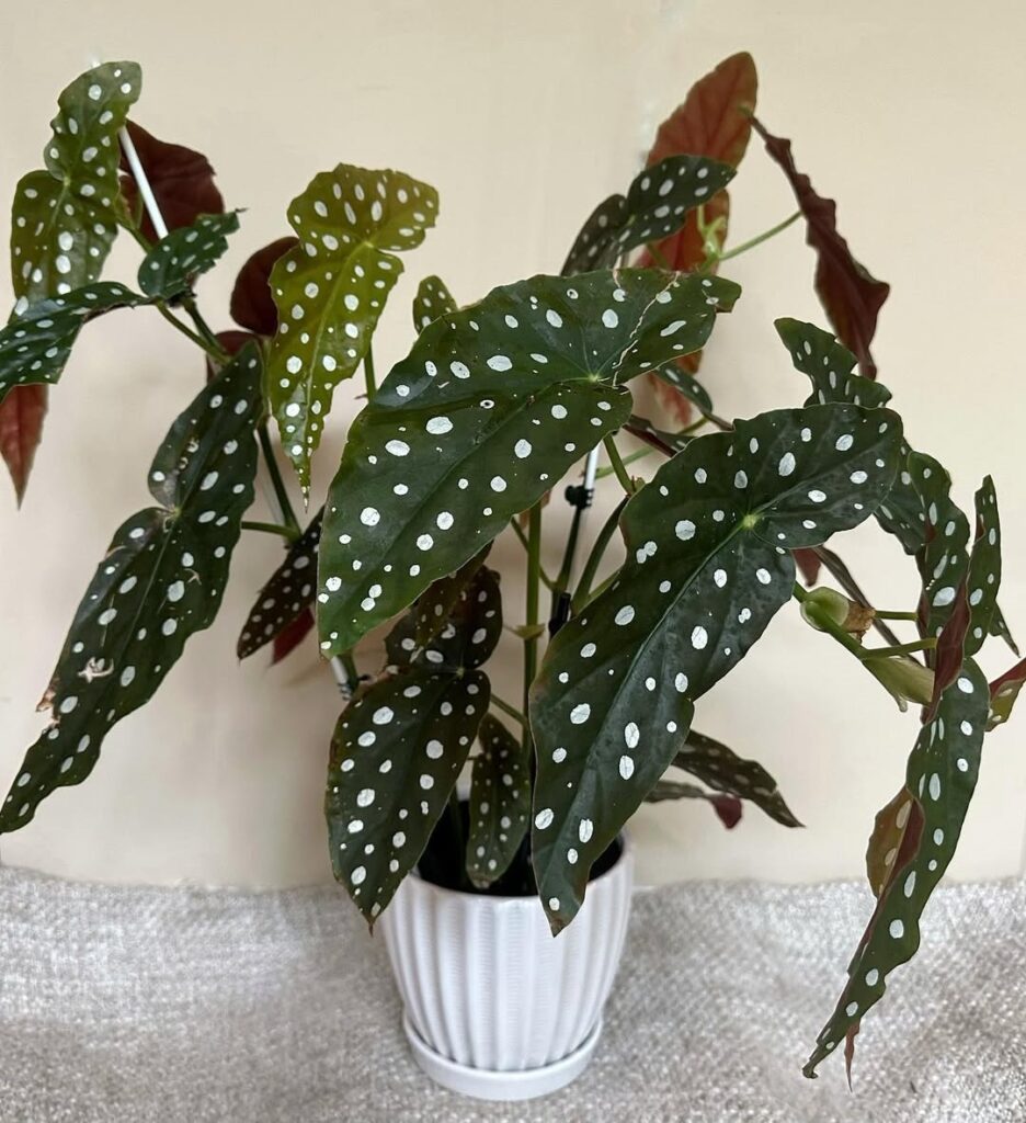 Begonia Maculata