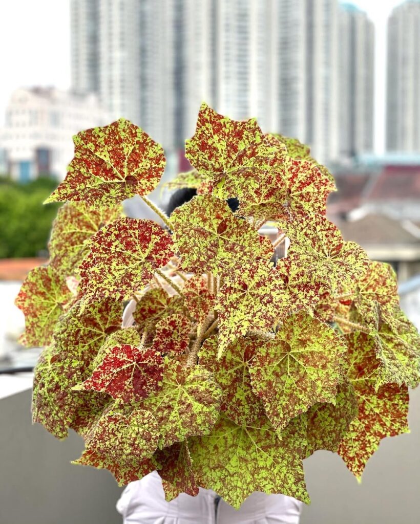 Begonia Marmaduke