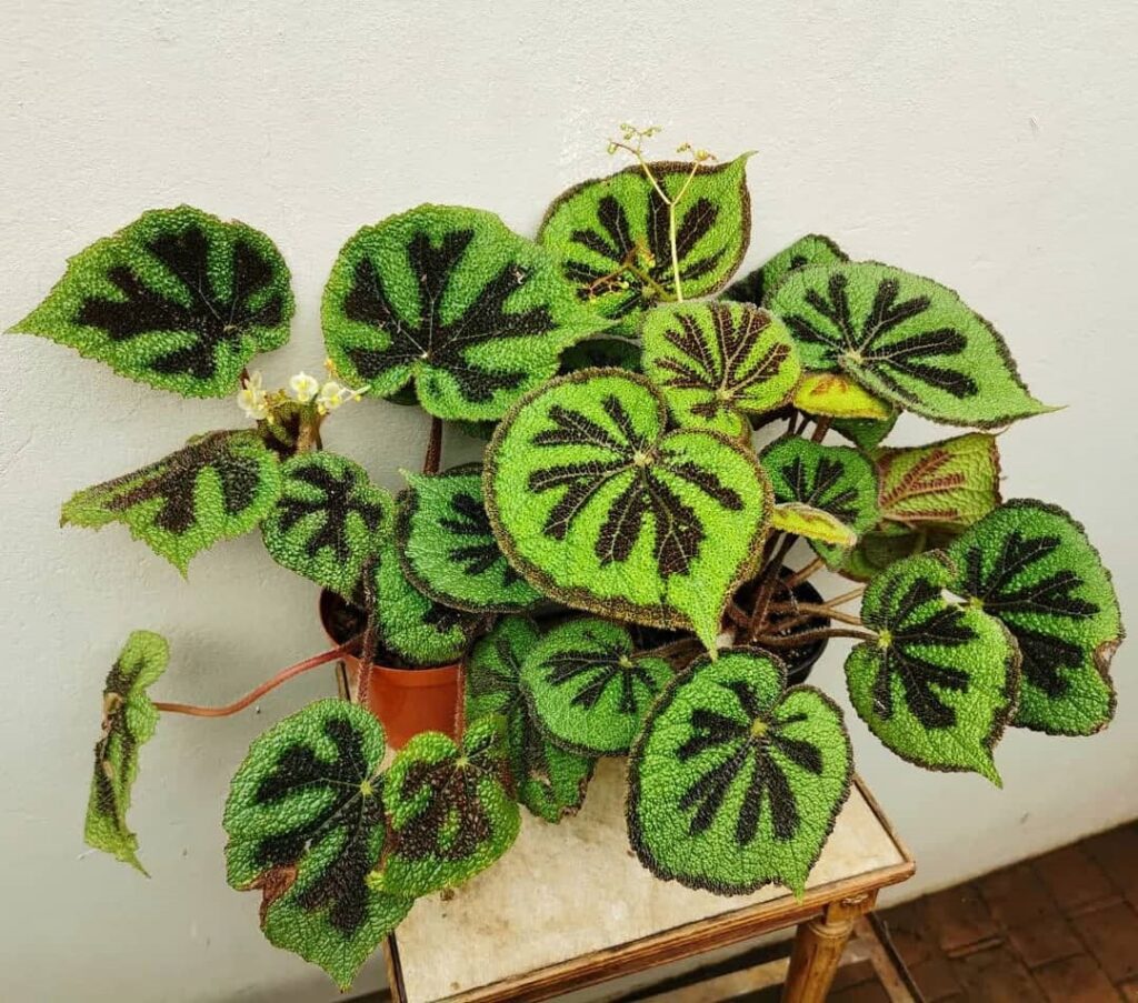 Begonia Masoniana