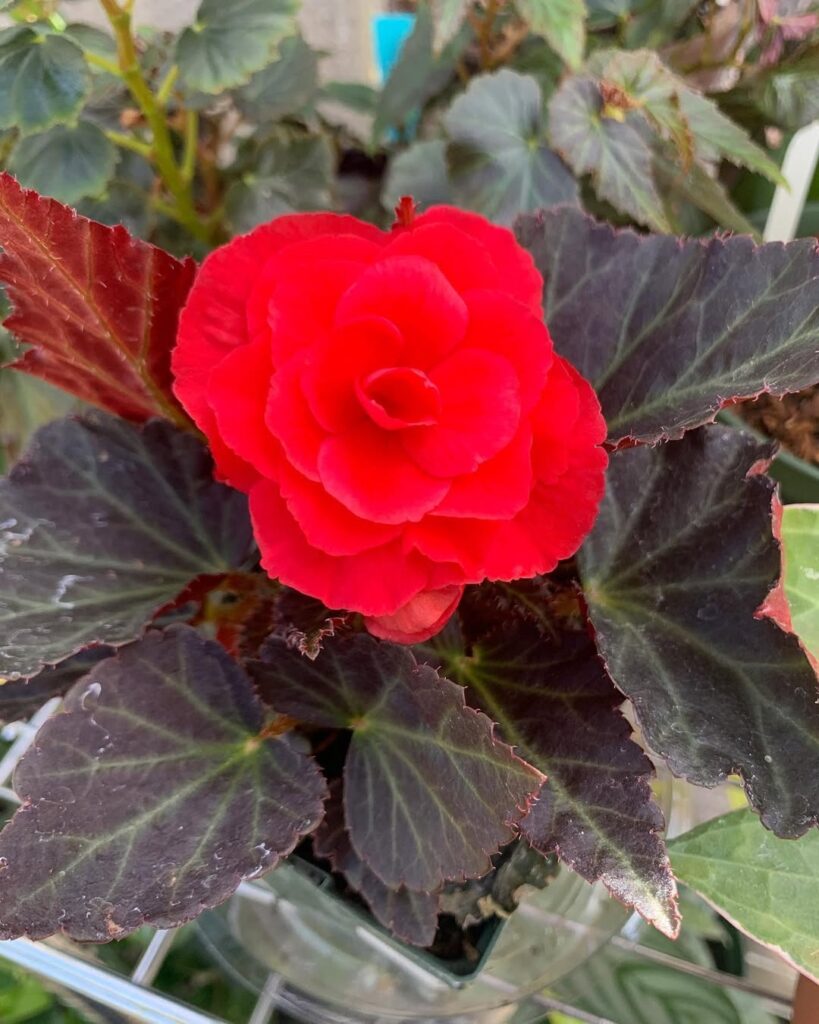 Begonia Mocha Mix