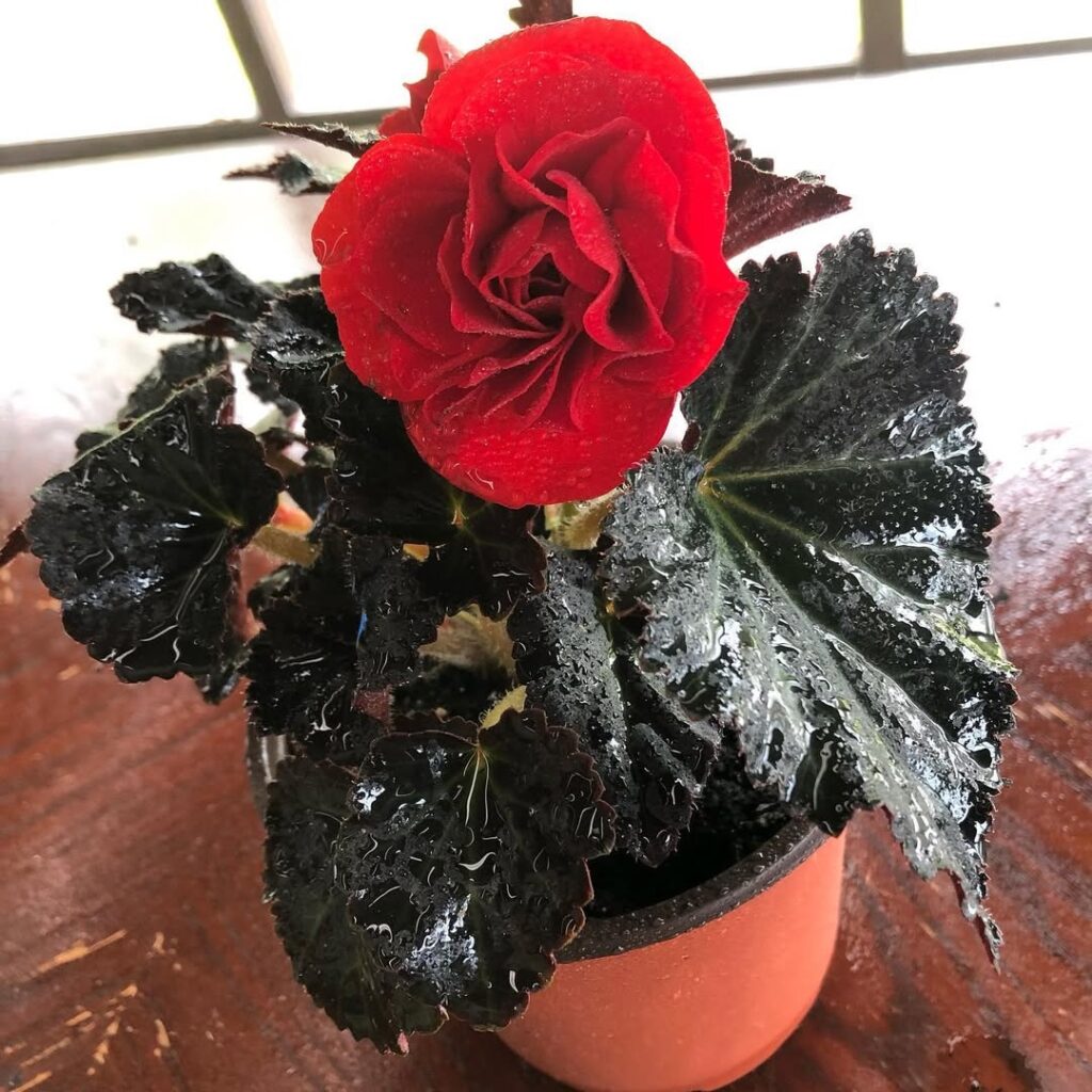 Begonia Nonstop