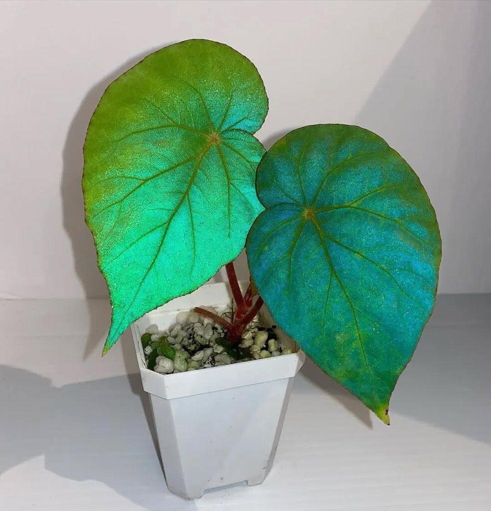 Begonia Pavonina
