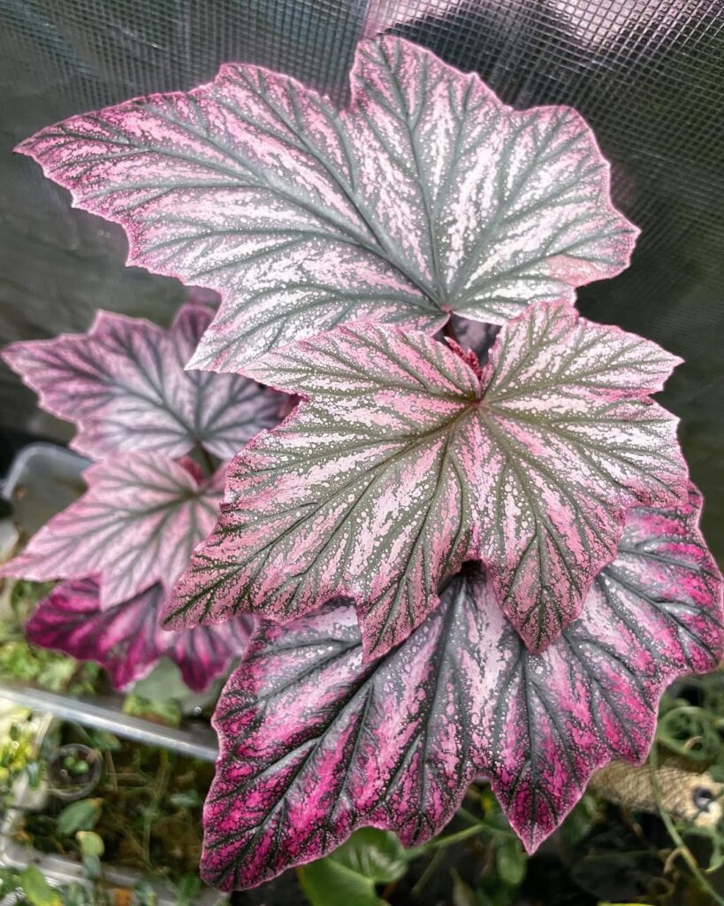 Begonia Pink Minx