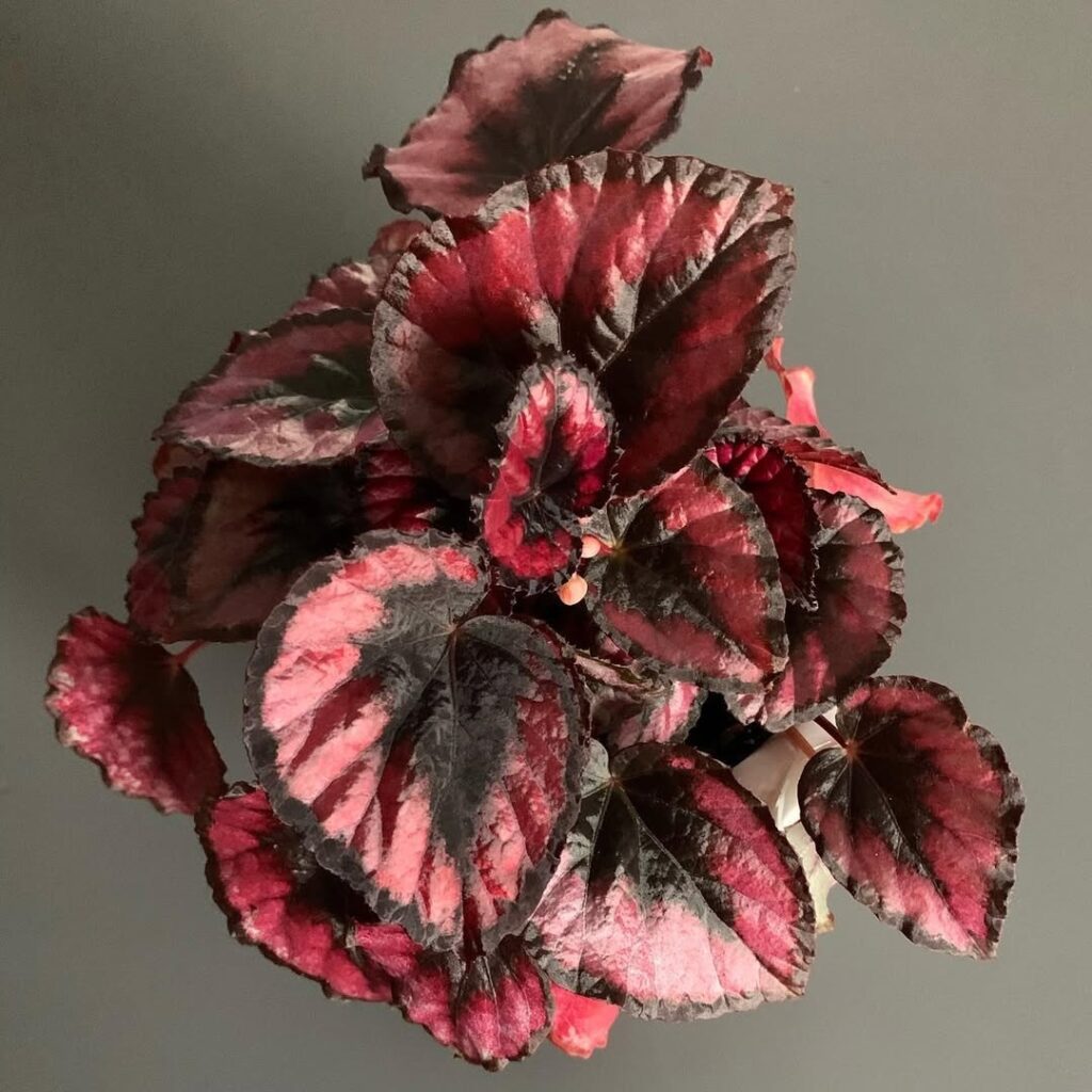Begonia Red Tango
