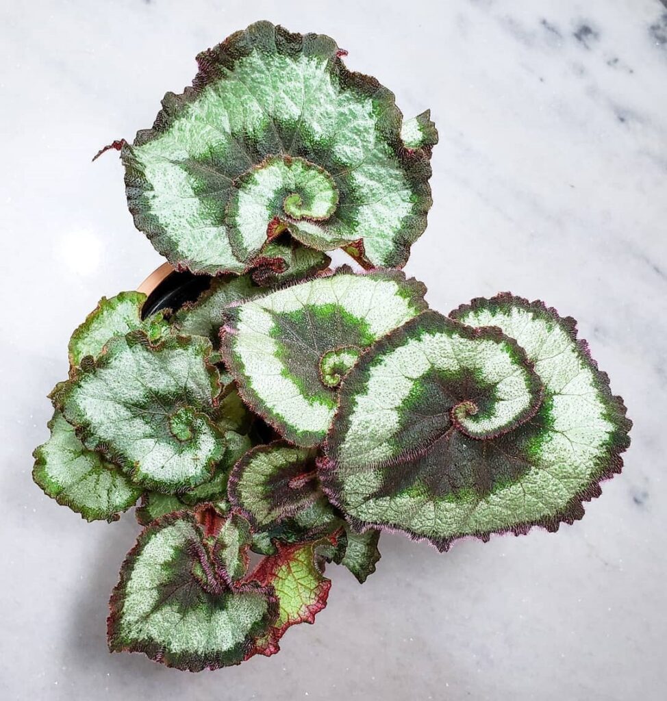 Begonia Rex