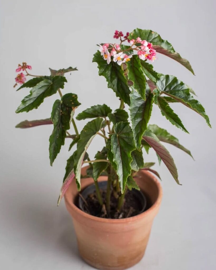 Begonia Richmondensis