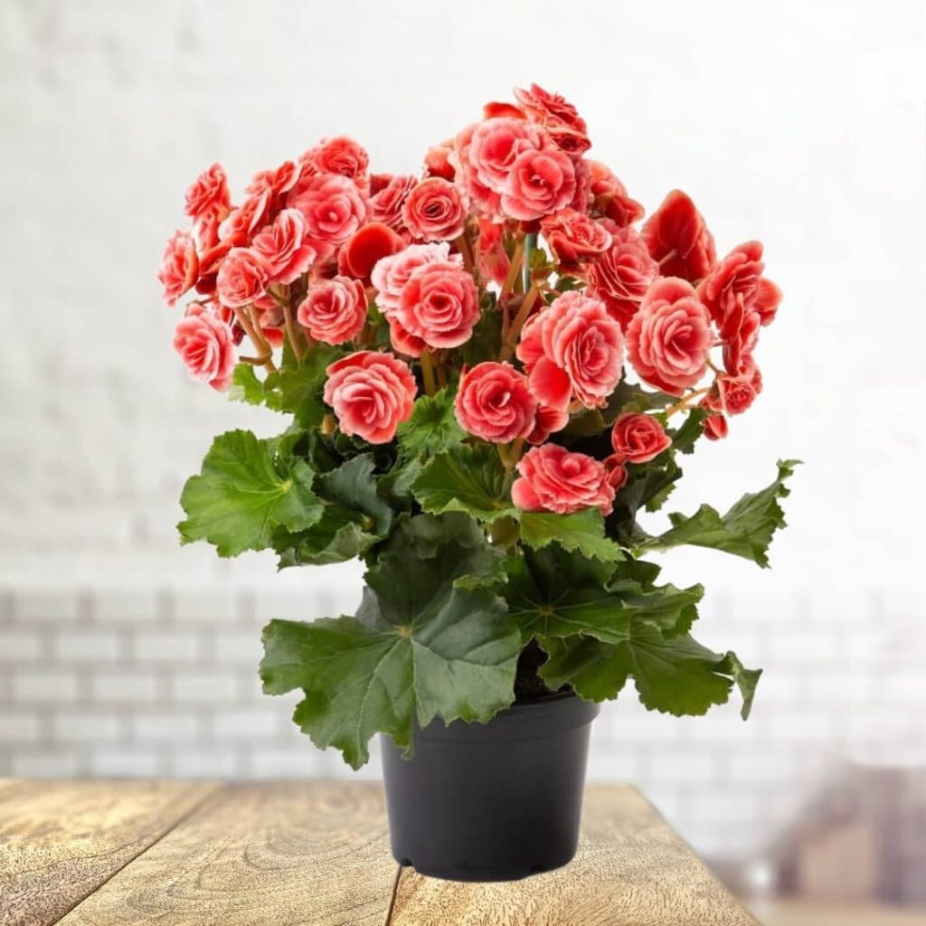 Begonia Rieger