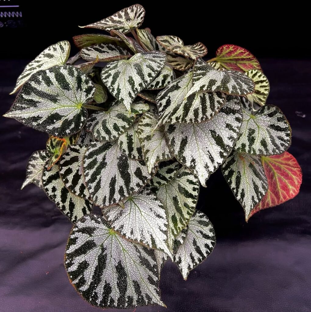 Begonia Silver Jewel