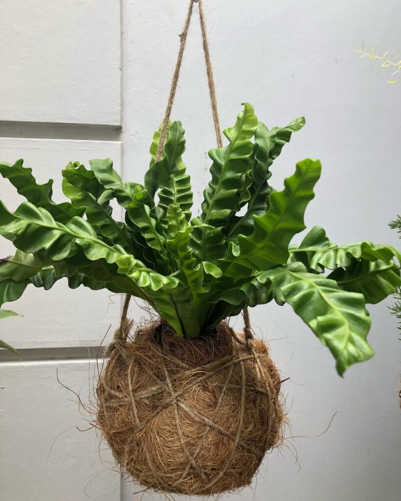 Birds Nest Fern