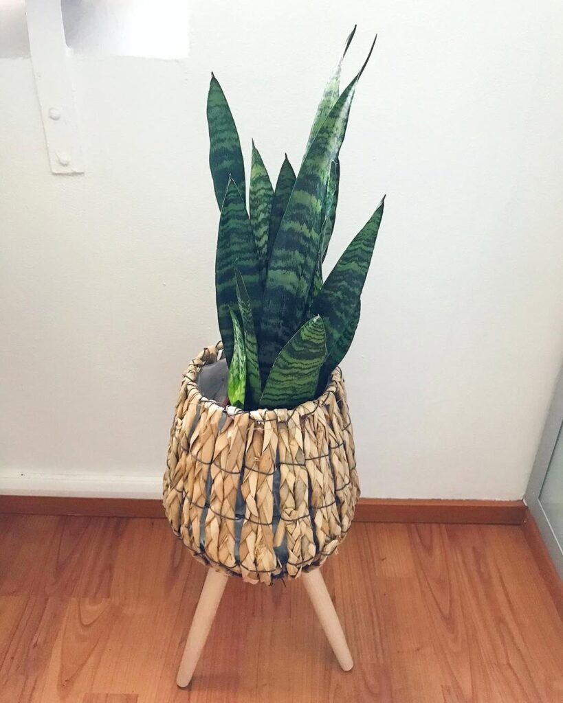Black Coral Snake Plant