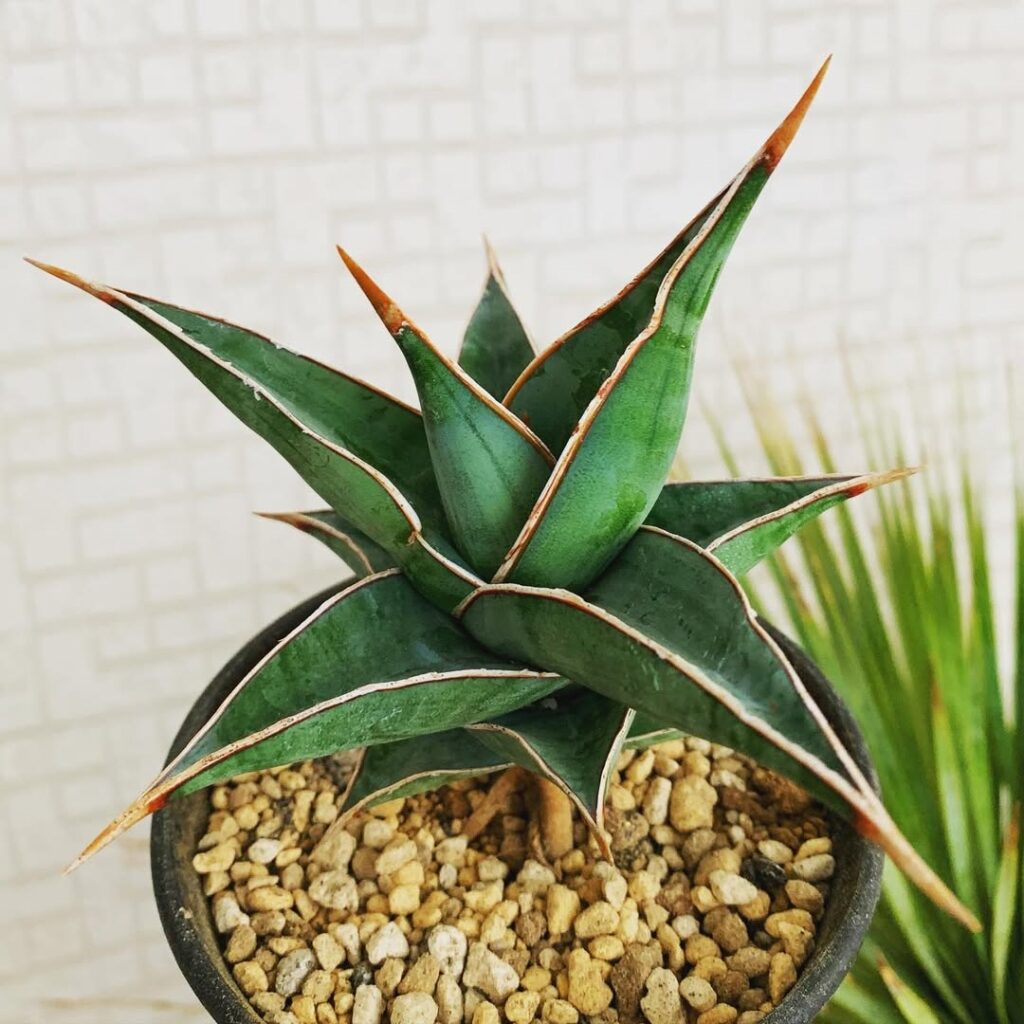 Blue Sansevieria