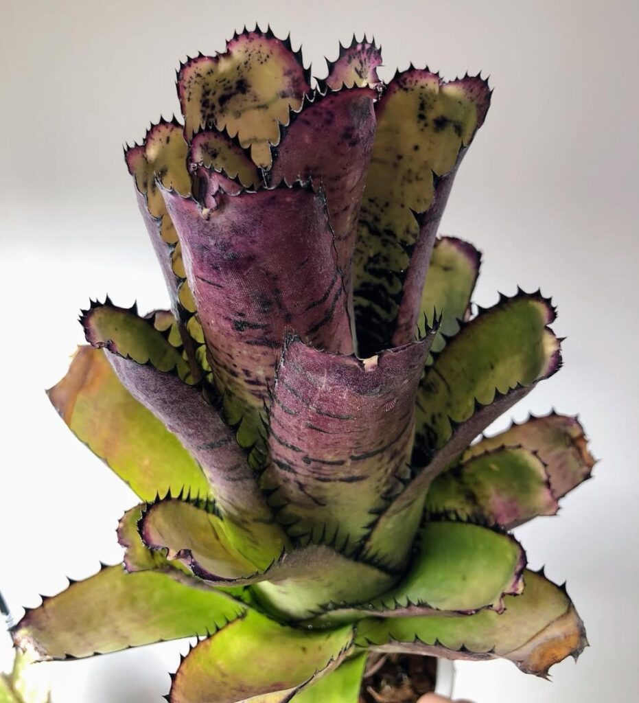 Bromeliads