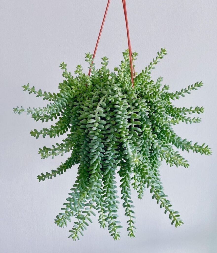 Burros Tail