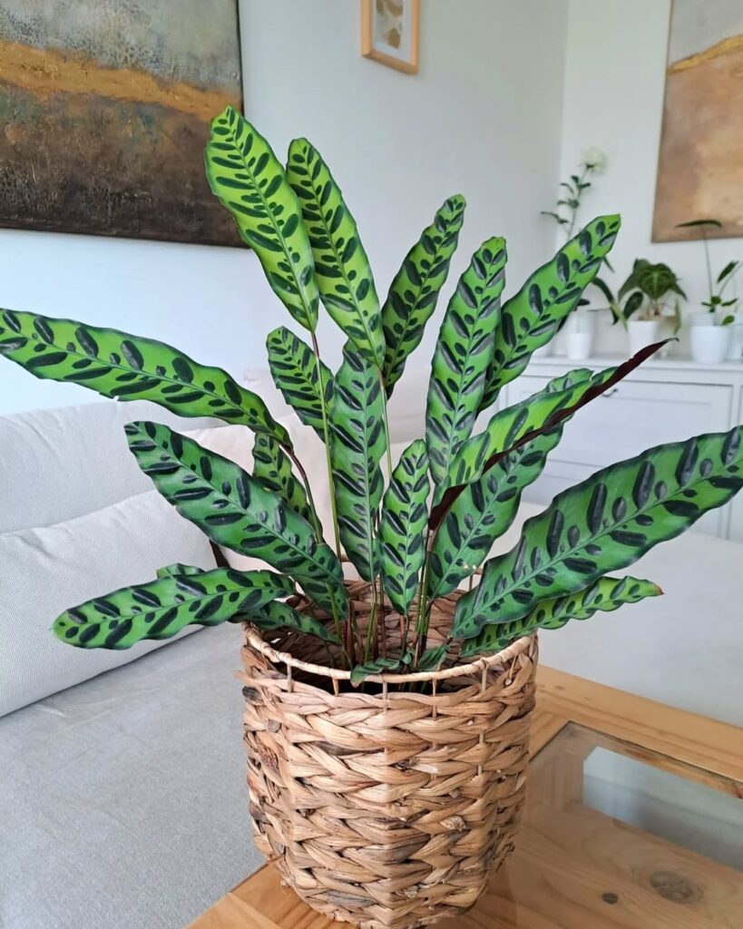 Calathea