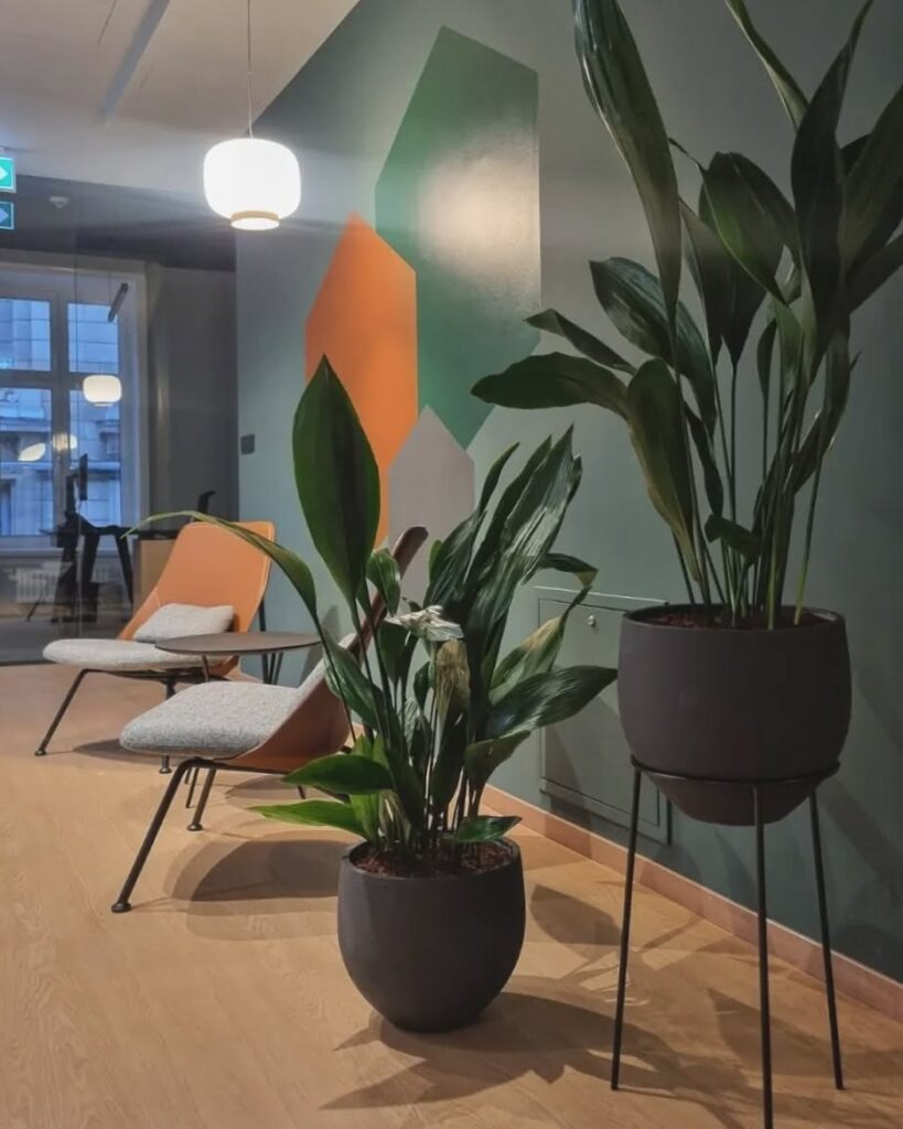 Cast Iron Plant