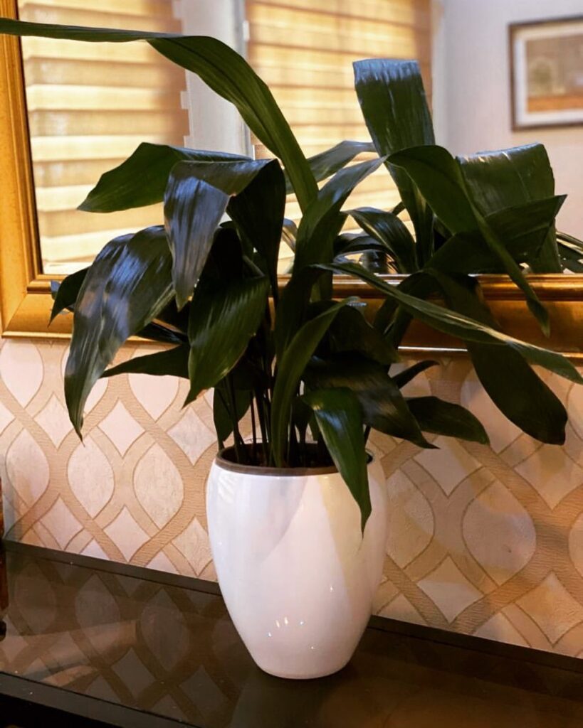 Cast Iron Plant Aspidistra elatior