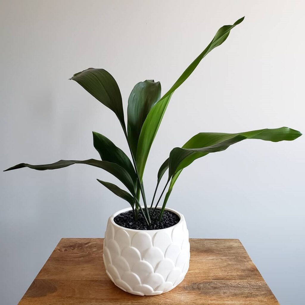 Cast Iron Plant living room