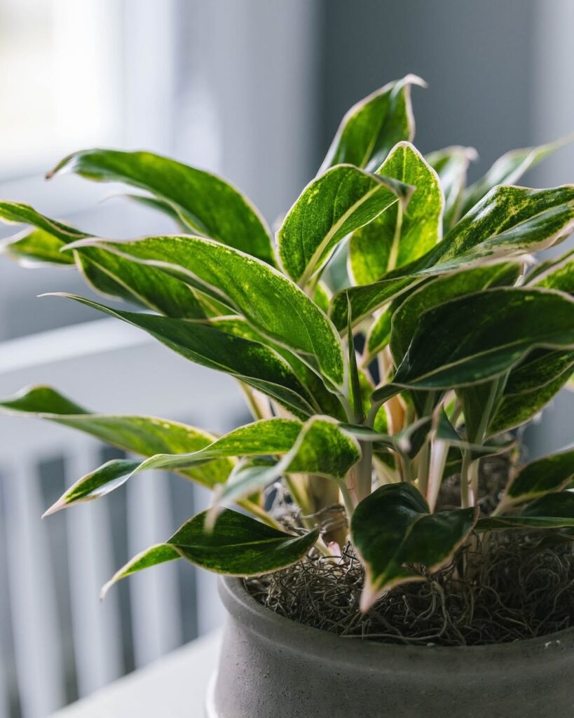 Chinese Evergreen 1