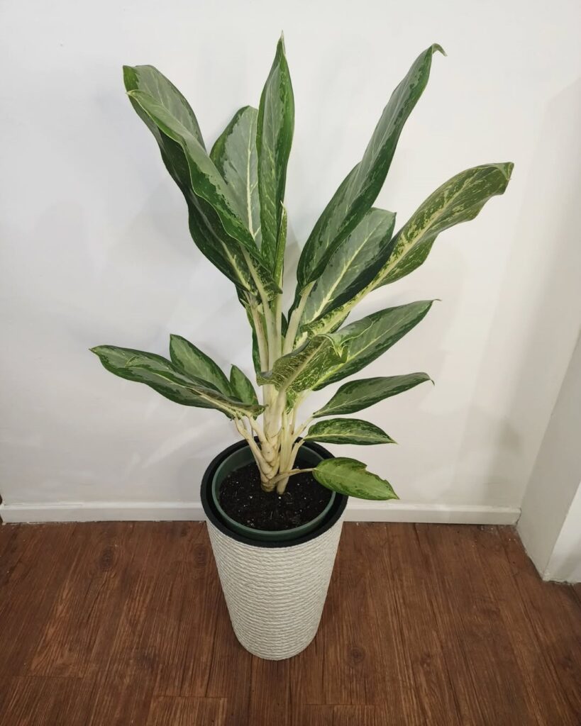 Chinese Evergreen