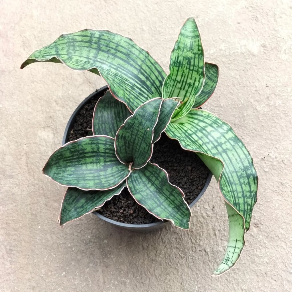 Cleopatra Snake Plant