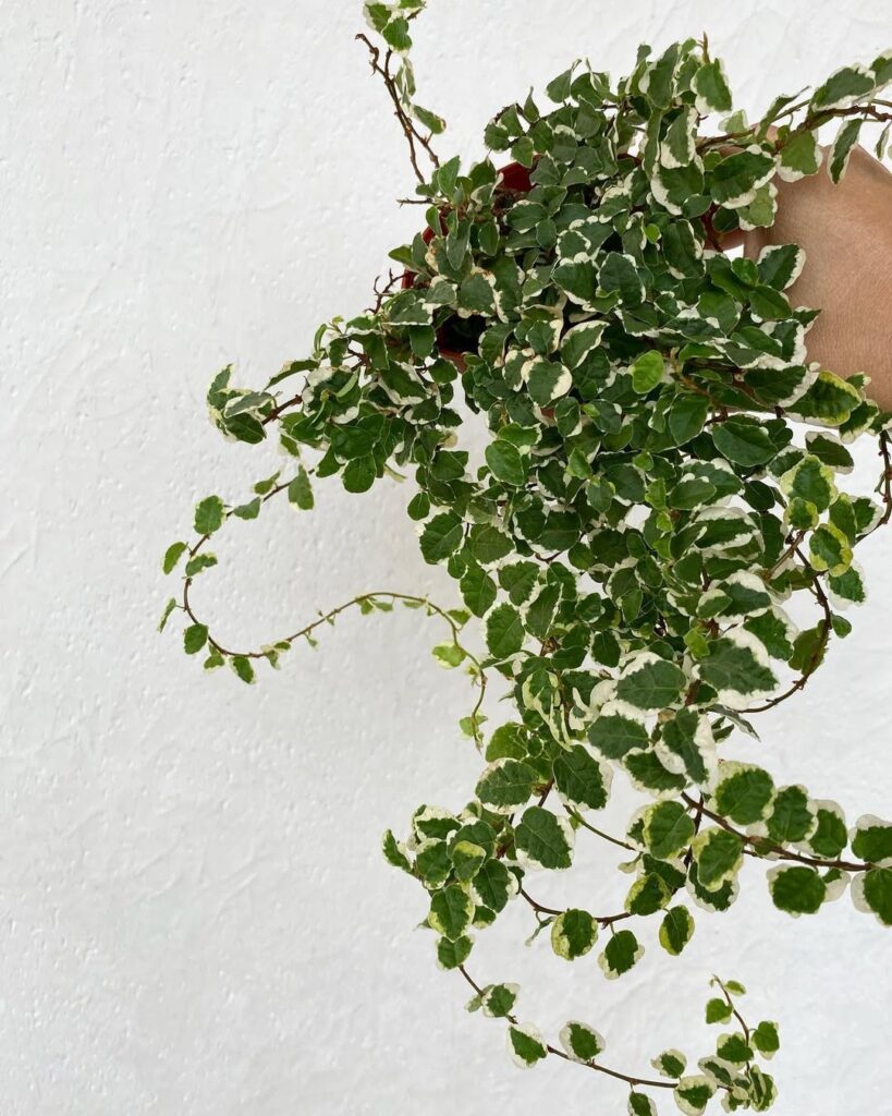 Creeping Fig