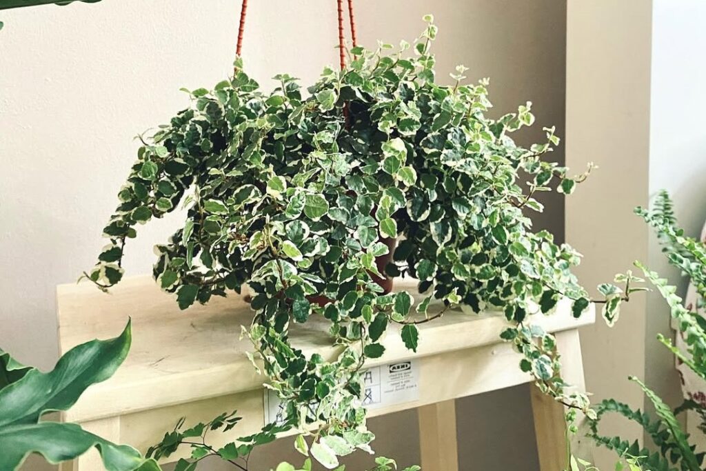 Creeping Fig care