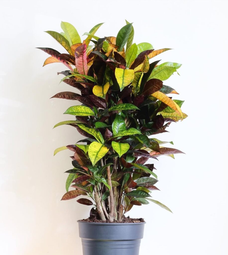 Croton