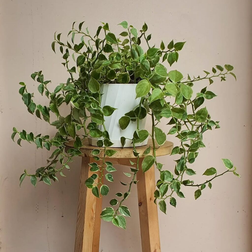 Cupid Peperomia