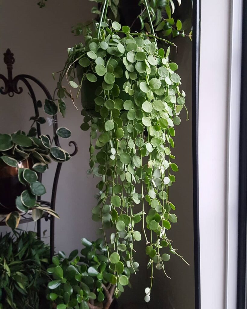 Dischidia nummularia