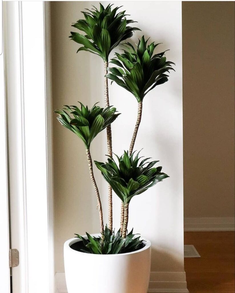 Dracaena compacta