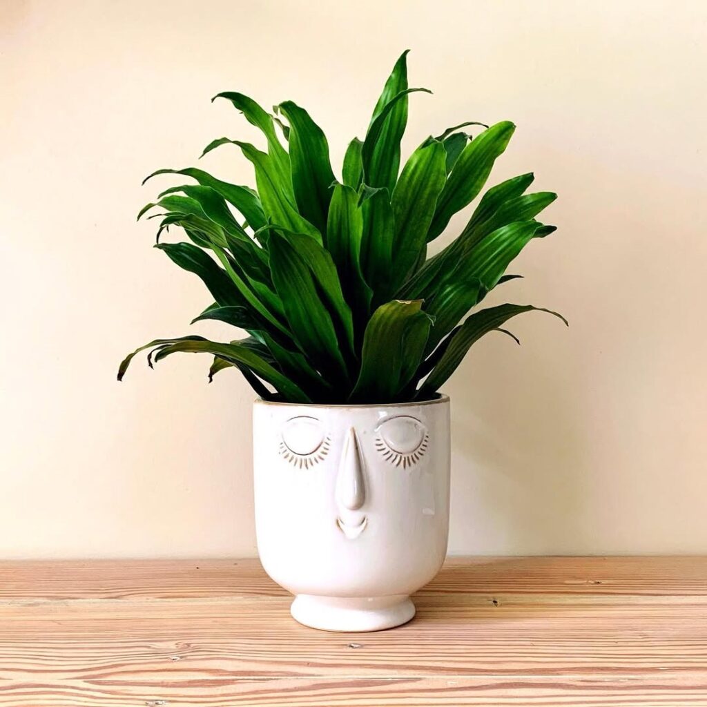 Dracaena deremensis