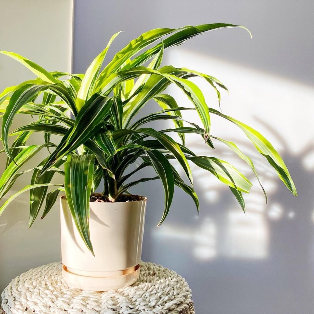 Dracaena fragrans