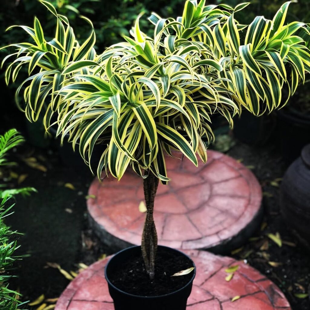 Dracaena reflexa