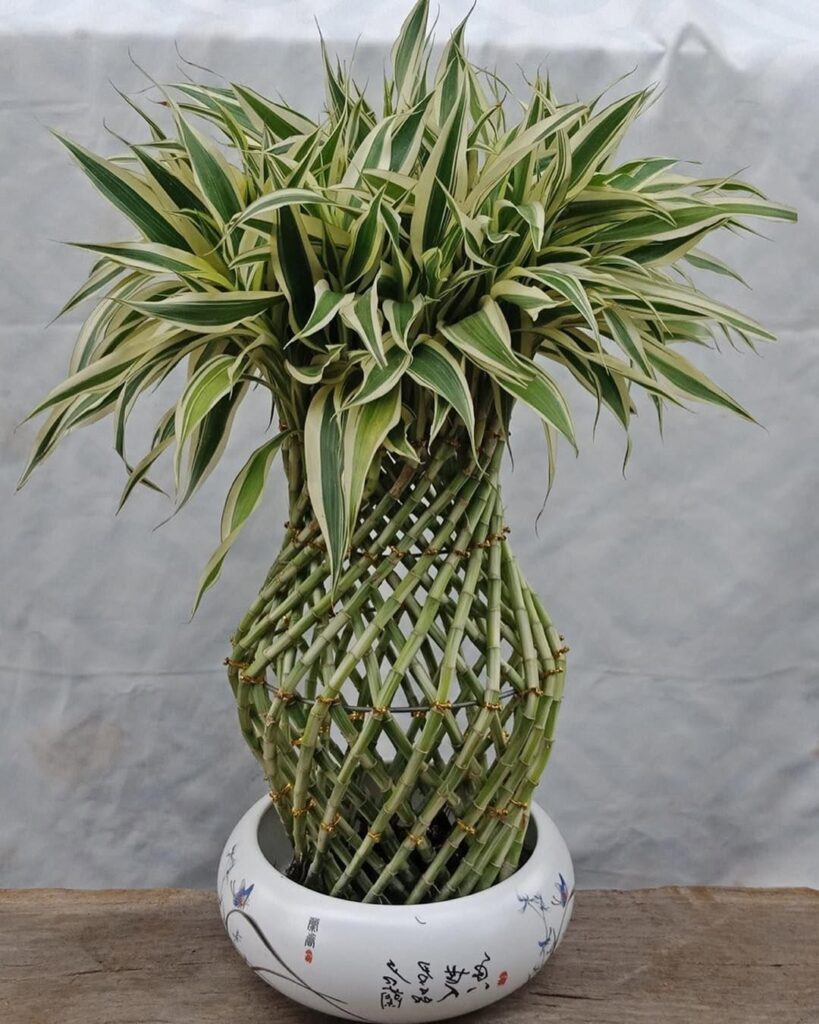 Dracaena sanderiana