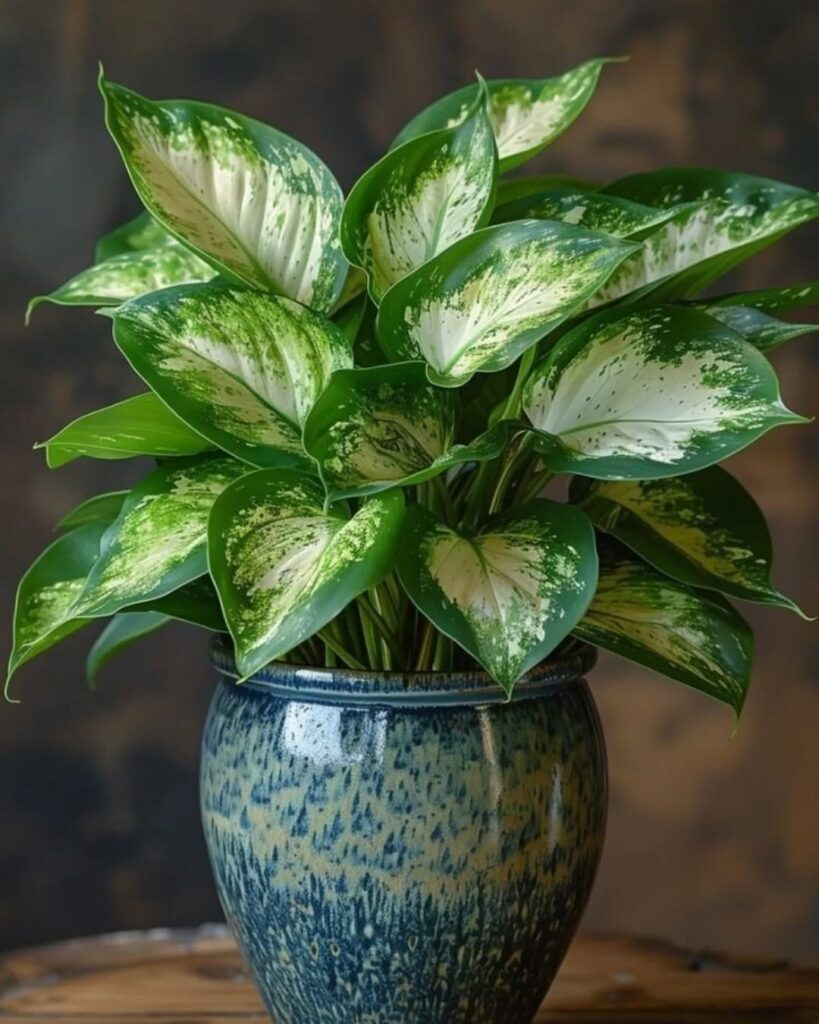Dumb Cane