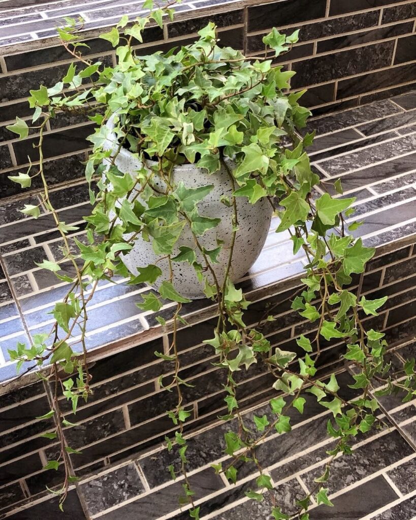 English Ivy
