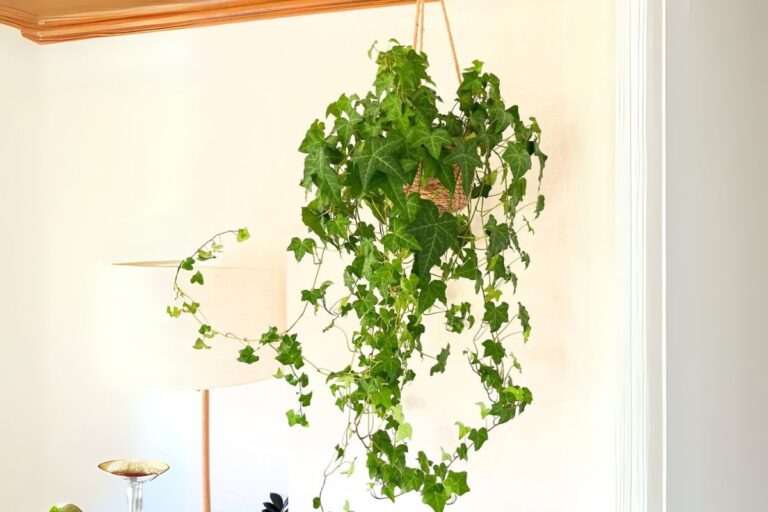 The Ultimate Indoor Care Guide for English Ivy (Hedera helix)