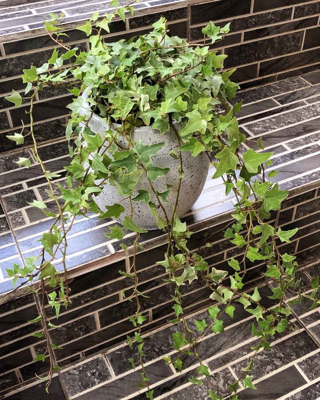 21-types-of-hanging-plants-that-thrive-indoors-houseplant-alley
