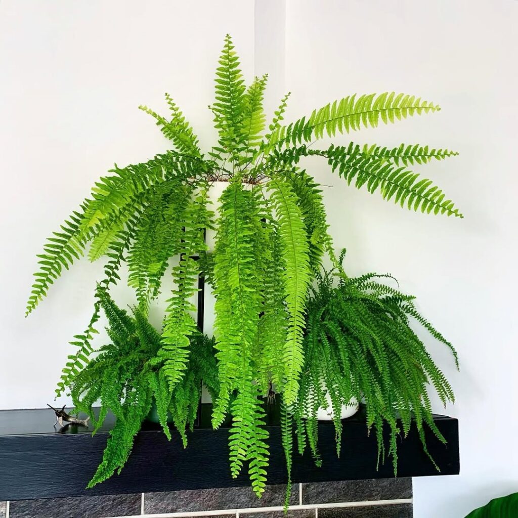Ferns