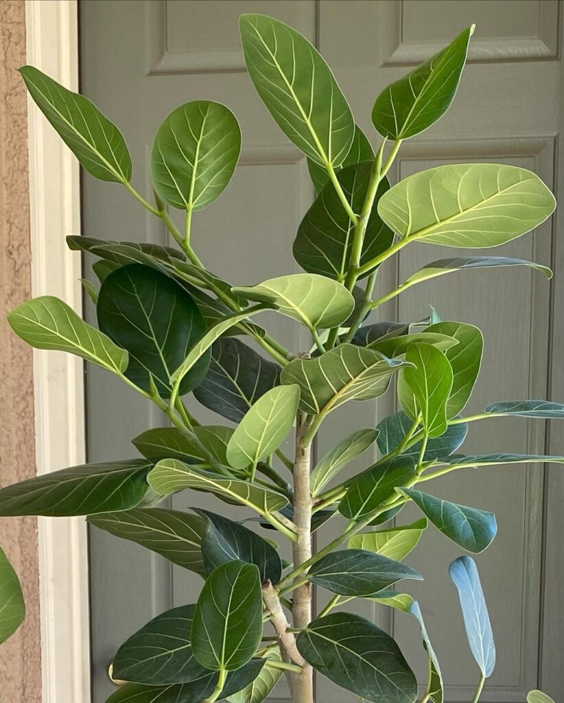 Ficus elastica Audrey