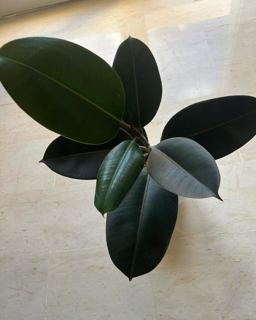 Ficus elastica Burgundy
