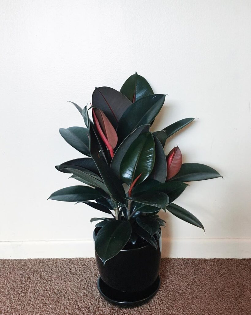 Ficus elastica Robusta 1